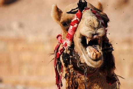 Dromedary Camel: I know some of you travel, have you seen one in the wild?