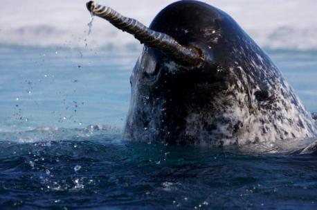 Narwhal: The 