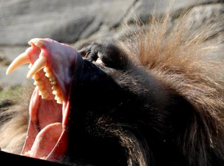 Baboon: Despite being around half the size of most humans, the average baboon's fang-like canines often reach two inches (5cm) in length—even longer than the teeth of most adult lions. Although these simian sabers appear fit to kill even the most intimidating prey, they are more often used in mating season fights among rival males—suggesting that it was sexual selection which led to the development of oversized fangs. But this doesn't afford much comfort to those who stray into baboon territory. Did you know this about the Baboon?