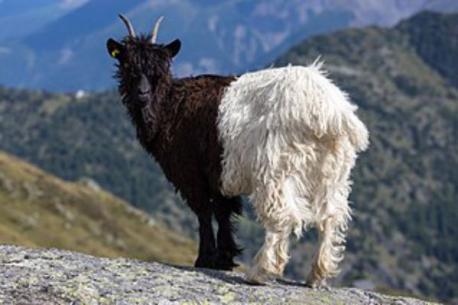 Finally, here is a beautiful animal called the Valais Blackneck. The Valais Blackneck is a breed of domestic goat from the canton of Valais, in southern Switzerland, and neighbouring areas of northern Italy. The largest concentration is in the area of Visp (Viège). It is present in modest numbers in Austria and Germany. It is known by many names, including German: Walliser Schwarzhalsziege or Gletschergeiss; French: Col Noir du Valais, Chèvre des Glaciers or Race de Viège; and Italian: Vallesana or Vallese. The Valais Blackneck has a distinctive colouring, black from the nose to behind the shoulder and white from there to the tail. The English Bagot goat, which is similarly coloured, is thought to derive from this breed by descent from one presented to Richard II of England in 1380. Whilst it was commonly held that the Bagot originated from Valais Blacknecks that were acquired in Switzerland by crusaders returning to England, this theory was thoroughly discredited by Werner in 1978. Within Italy, the Vallesana is raised in the provinces of Verbania and Vercelli. It is one of the forty-three autochthonous Italian goat breeds of limited distribution for which a herdbook is kept by the Associazione Nazionale della Pastorizia, the Italian national association of sheep- and goat-breeders. At the end of 2013 the total numbers for the breed were 3000–3400 in Switzerland and either 191 or 446 in Italy. In 2012 Austria reported 100–300 head and Germany 429. Have you ever seen this animal before?