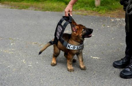 Usually the names given to Police K-9s are short, but bold. From this list choose the dog names that have been given to Police K-9s that were inspired by TV and movies: