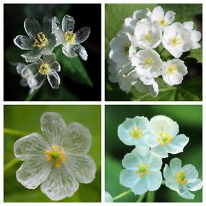 If you had these flowers, would you want to watch them turn from transparent to white again?