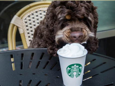 There are literally thousands of drinks on the Starbucks secret menu, but only one of them is dog-friendly. It's called the Puppuccino, and apparently, pups love them, as witnessed by the dozens of videos on social media of dogs devouring Puppuccinos in seconds flat. A Puppuccino is just a tad of whipped cream in a small cup, just for the canines. Have you heard of this before?