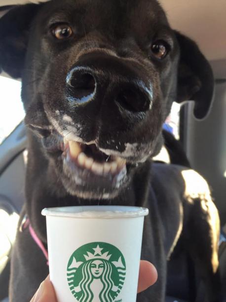 The Puppuccino is free and basically dairy with sugar and it's only on the secret menu. Have you ever ordered a Puppuccino for your dog?