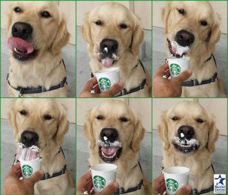 If you haven't gotten a Puppuccino for your dog, will you?