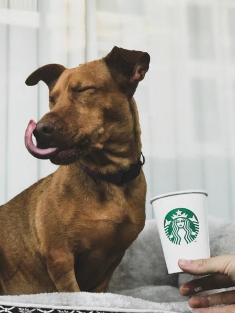 Apparently there are hundreds of photos and videos on the internet, obtainable by googling #Puppuccino, Will you be looking for these and following them as well?