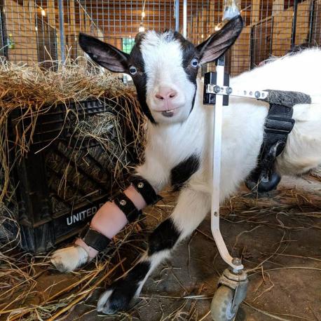 Goats of Anarchy is a sanctuary for goats with special needs, teaching the world acceptance and inclusion and inspiring others to 