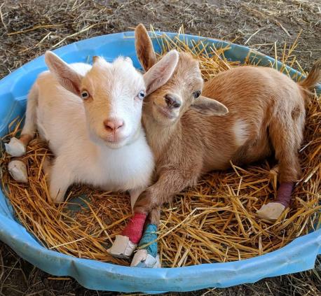 The websites and rescue farm, have won many awards. Additionally, there are other items for sale, and fundraisers that aid in the wonderful work done to save these precious goats. If you don't follow GOA, will you after taking this survey?