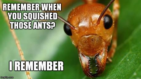 If you had too many ANTS what would you do?