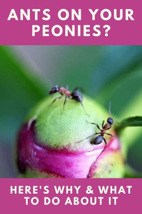 Did you know ANTS love Peony buds?