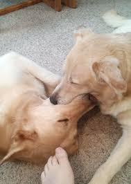 Does your dog do goofy things?