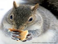 Do you feed squirrels any of these?