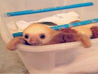 Do you think sloths are cute?