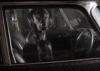 What would you do if you saw a dog in a hot car in obvious distress?