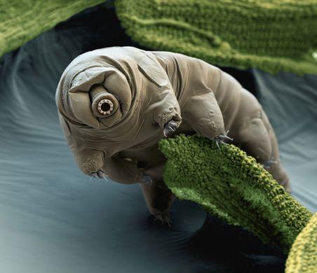 Water bears, also known as tardigrades or echiniscoides, are amazing micro-organisms who were named for their lumbering way of movement, which was not unlike that of a bear. Have you ever heard of this fascinating creature?