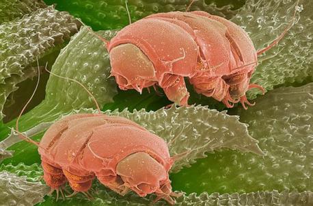 Water bears have surprising similarities to many other organisms. For example, they move like grizzly bears, shed their skin like caterpillars, and can even roll themselves up into balls like armadillos. Does it surprise you that such a small organism can have the characteristics of so many larger animals?