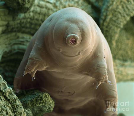 Water bears are popular for many reasons, one of them being that they have a reputation for being oddly cute. Some say water bears look like soft and squishy pillow creatures. Do you find this creature cute?