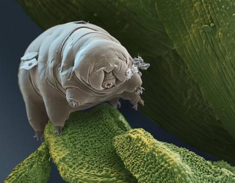 Water bears are commonly referred to as micro-miracles due to their amazing ability to survive. Now that you know how they get this reputation, do you think water bears deserve such a title?