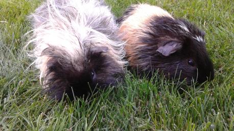 Guinea pigs or hamsters?