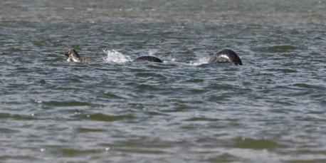 Many explanations have been said for the monster's existance. Some say it's just an optical illusion, caused by what people want to see, and others say it's just a misinterpreted fish. Have you ever believed in the Loch Ness monster?