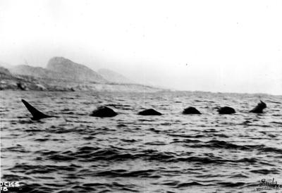 The Loch Ness monster isn't the only mythical lake creature. The ogopogo is said to be a snakelike monster living in BC's Okanagan lake, and the Mokele-mbembe is a dinosaur-like water entity living in the Congo river basin. Have you heard of these other water-dwelling cryptids?