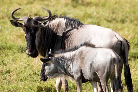 Although these animals seem docile, they are in fact one of the most dangerous African animals because of the carnage they can cause while stampeding. Are you surprised that the gnu can be so deadly?