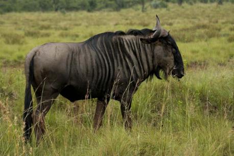 There are two types of gnu, the white-tailed gnu and the brindled gnu, also known as the blue wildebeest. Do you think it's disappointing they didn't call it the 'blue gnu'?