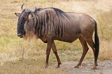 I recently began a wildlife blog, and my first animal I wrote about was the gnu, or wildebeest. Were you aware of this animal?