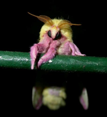 This rosy maple moth, believe it or not, is not photoshopped but is actually bright pink. Do you find this amazing?