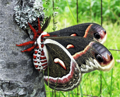 Cecropia moths are the biggest moths in the world. Would you be willing to hold one?