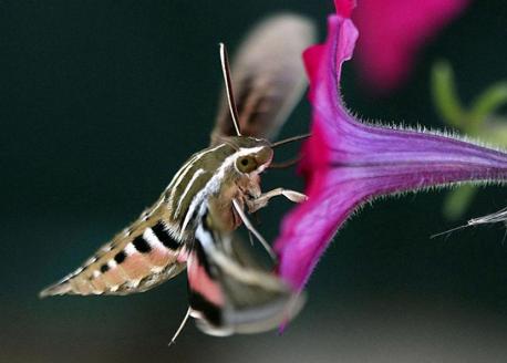 Sphinx moths, or hummingbird moths, are known for their hovering abilities. Only these moths, bats and hummingbirds can properly 'hover'. Do you find them fascinating?