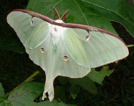 The luna moth is one of the most well-known moth species. Do you think it's a pretty animal?