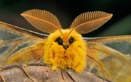 Finally, poodle moths are super cute and cuddly! Do you agree?