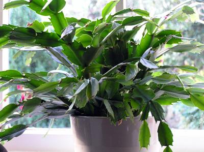 Do you own a Christmas Cactus?