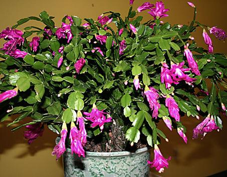 If you own a Christmas Cactus, is it starting to bloom?