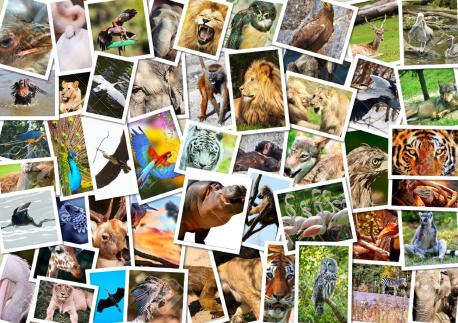 What Kind Animal Lover you? | Tellwut.com