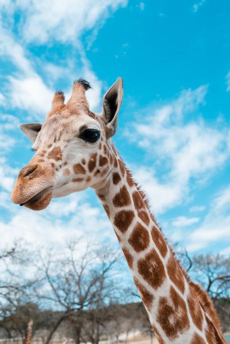 Giraffes are my absolute favorite animal ever. But sadly they have recently been added to the endangered animal list. Were you aware that this creature was endangered?