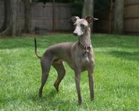 Have you heard of Italian Greyhounds? They look just like Greyhounds but are only 12-15 pounds and very tiny.