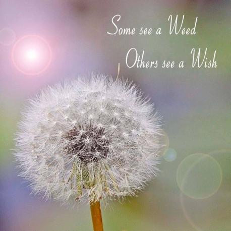 On anywhere else but my front lawn, this is a wish. This was a good year for wishes. Did any of yours come true?