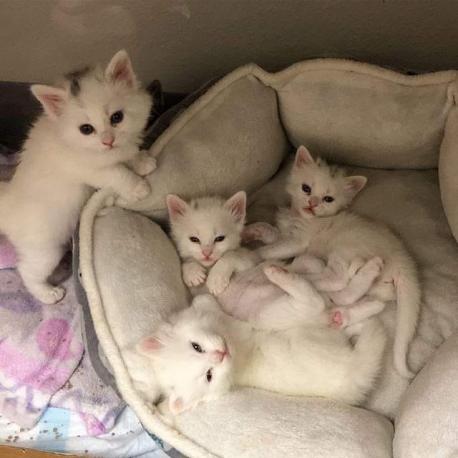 When I saw this photo, it broke my heart. It was posted by a good Samaritan who found these orphaned kittens near their deceased mother who was hit and killed by a car. Look how cute and precious they are, especially the standing one. If applicable, would you adopt one of these cute kittens and give it a good life?