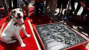 When Uggie retired, he was invited to add his pawprints to the autographs made by famous movie stars in the cement of the forecourt of Grauman's Chinese Theatre in Hollywood. Are you surprised to learn he was the FIRST dog to be invited to do this?