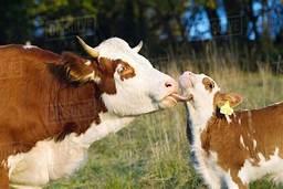 When cows lick their calves, their tongues make a swirl motion in the fur. The English word 