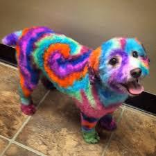 This is a really quirky complaint, but I don't think I would want to become friends with people who dye their pets. There are white dogs in my area whose owner dyed the ears and tails of one dog blue and the other dog pink. It seems unfair to put a dog through the dyeing process for human amusement or fun. Thoughts?