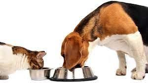 What is your dog or cat's eating pattern? (You can choose multiple options if you have more than one pet.)