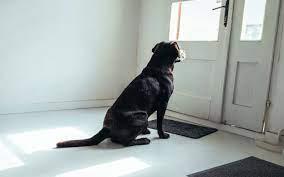 How does you dog or cat seem when left alone in the home?