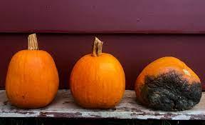 It's possible some people are saving them for their compost piles, but I don't understand why they didn't remove decomposing pumpkins from the porch when they set up their Christmas displays. Do you know why people have rotted pumpkins on their porches in January?