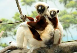 Have you heard about animal called Sifaka?