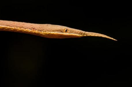 The Malagasy leaf-nosed snake is a non-venomous snake endemic to Madagascar and it's not known why they have such weird noses, apart from helping them camouflage. Madagascar's unique biodiversity and isolation from other continents have allowed rare species to flourish and evolve. Did you know that about 150,000 of the 200,000 known species on Madagascar are endemic, meaning they are found nowhere else on Earth.?