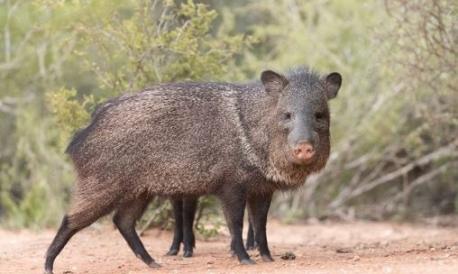 Arizona: Javelina. Javelinas, also known as a collared peccary, are often confused for wild pigs thanks to their stumpy legs, porcine-like snouts, and tendency to communicate in snorts. But according to the Arizona-Sonora Desert Museum, these