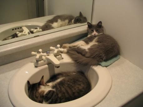 Mine used to like to sleep in the sink, has your cat ever done that?